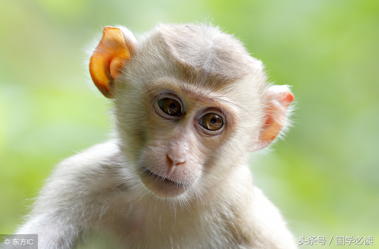 妙趣横生的十二生肖歇后语,十二生肖歇后语大全二年级