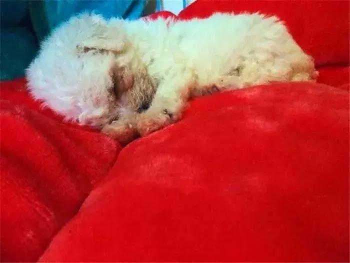 比熊感染球虫有什么症状,比熊幼犬感染真菌皮肤病怎么办