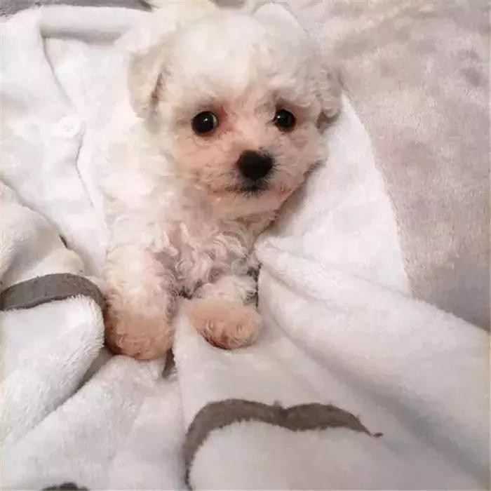 比熊经常拉肚子，铲屎官观察5点症状，发现感染寄生虫！