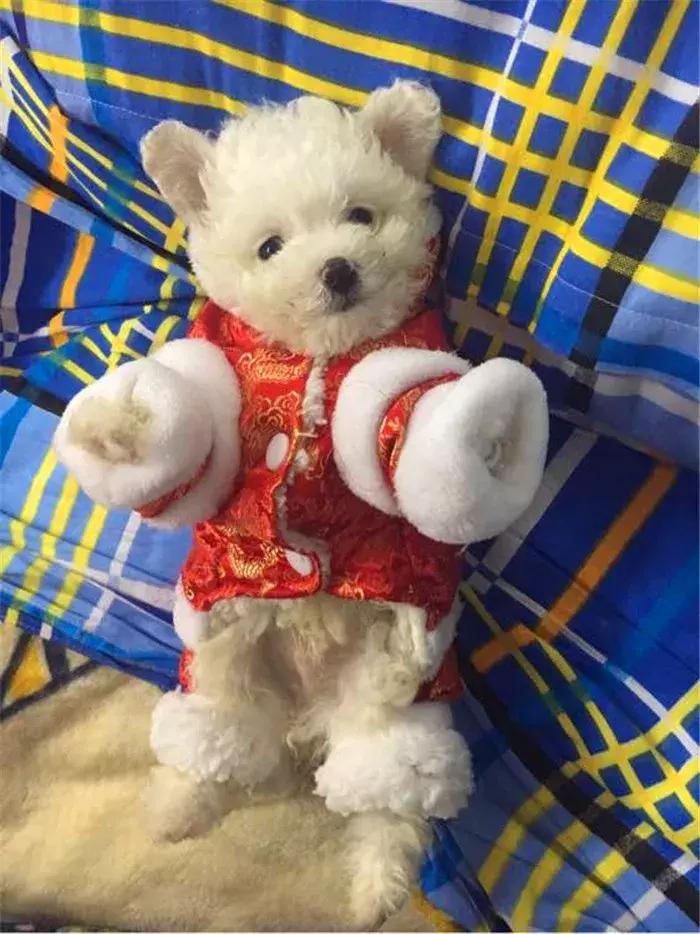 比熊幼犬粪便有虫子,比熊幼犬感染寄生虫怎么办