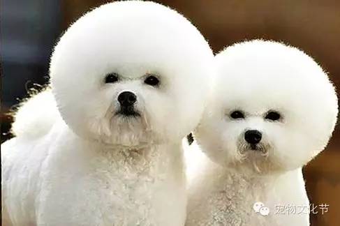 狗的种类大全,狗的种类大概介绍