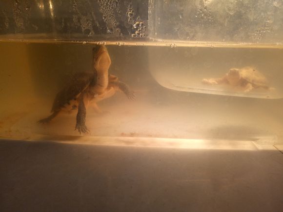 龟不用加热棒怎么给龟加温,龟治病加热棒推荐