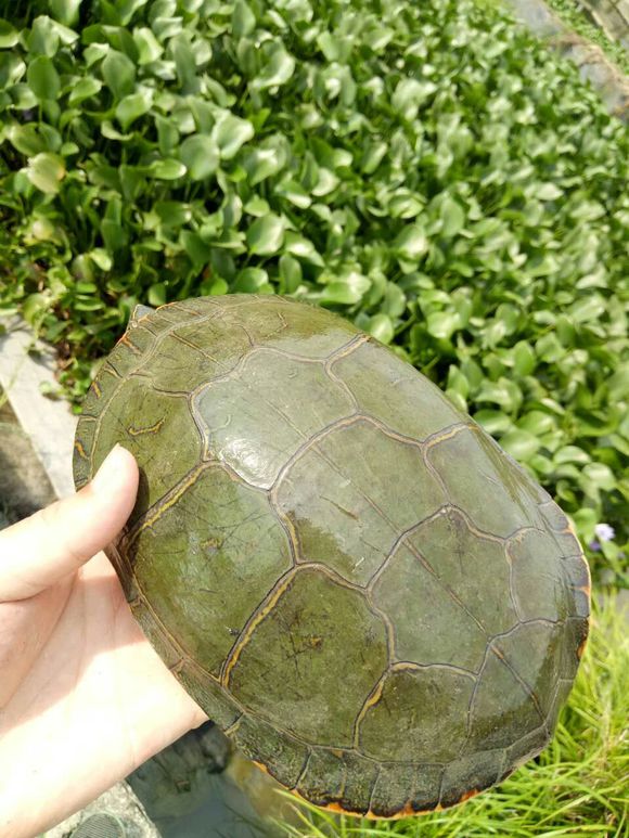 龟不用加热棒怎么给龟加温,龟治病加热棒推荐