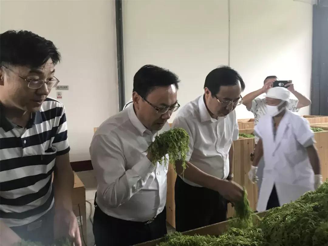 张家界莓茶将亮相茶博会,张家界莓茶文化节新闻发布会