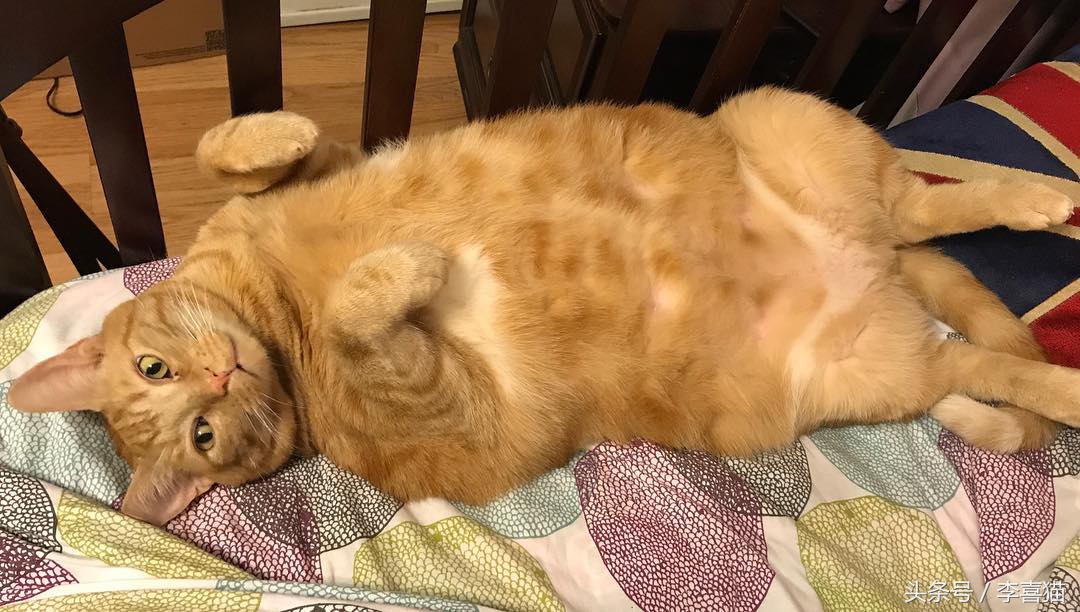 大肥猫咪减肥,猫咪怎么减肥最快最有效