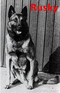 「可能是史上最清晰科普文章」系列之马犬起源和马犬的傲慢与偏见