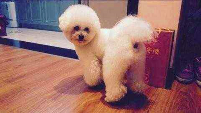 比熊幼犬粪便有虫子,比熊幼犬感染寄生虫怎么办