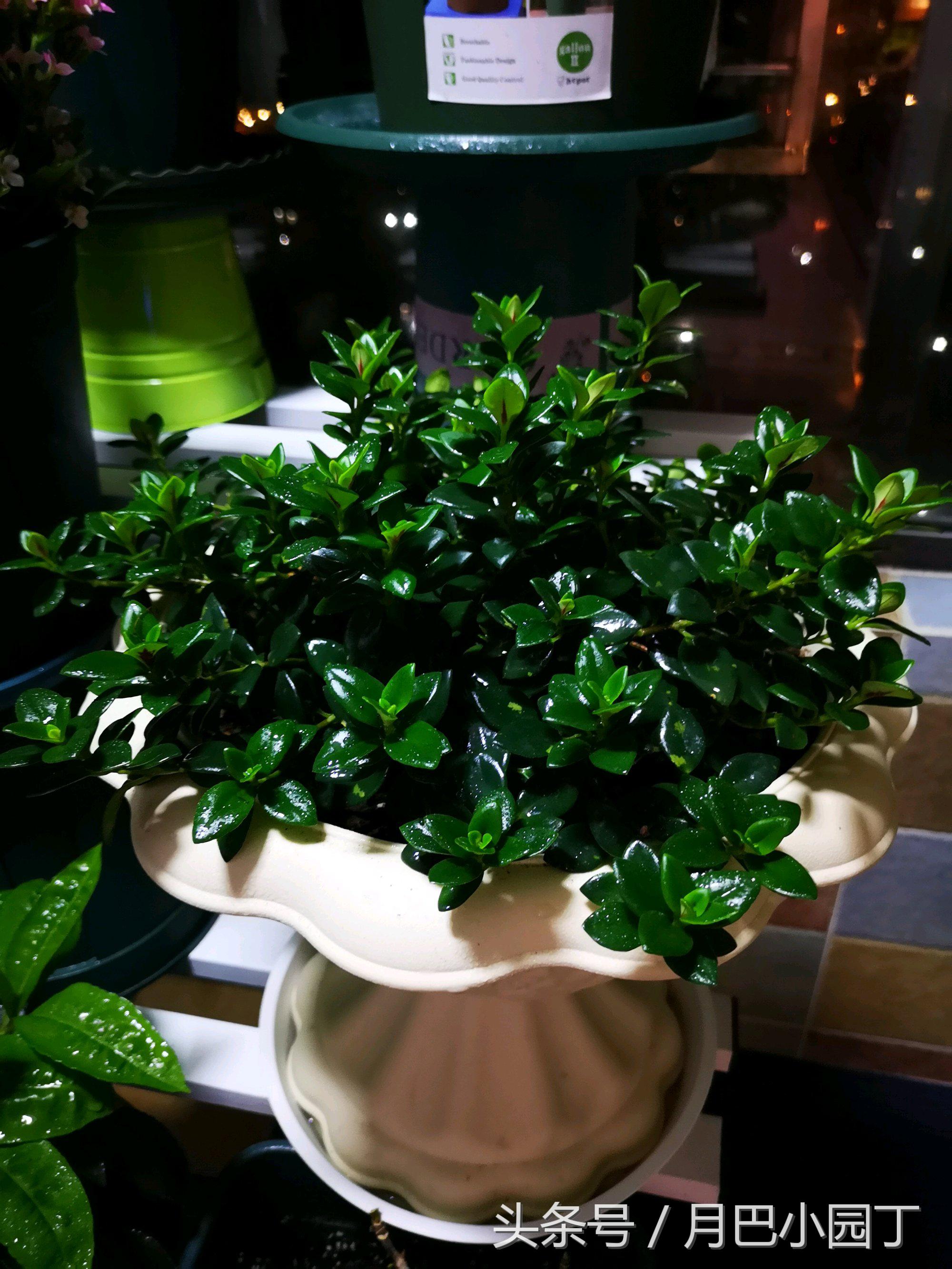 金鱼吊兰正确养法爆盆最快,金鱼吊兰几月开花结实好养