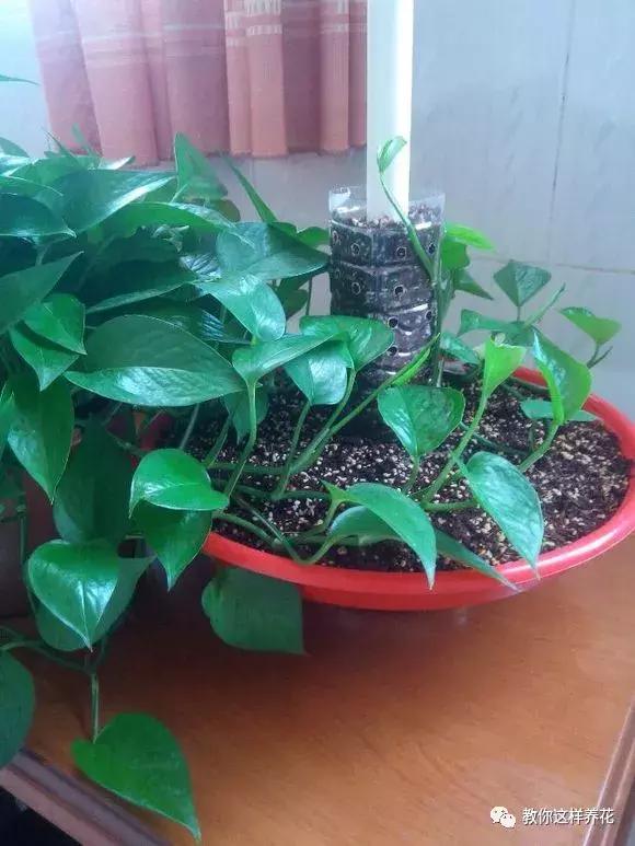 塑料瓶加点树皮，垒起来养成了绿萝树，发疯猛长叶宽20厘米！