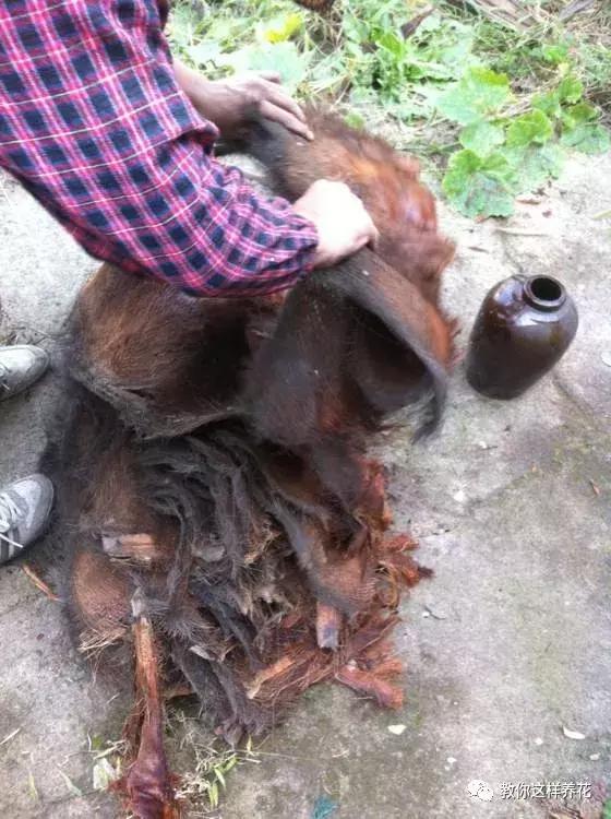 塑料瓶加点树皮，垒起来养成了绿萝树，发疯猛长叶宽20厘米！