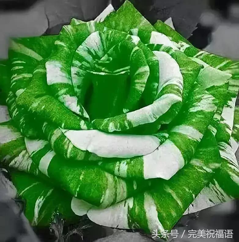 会动的视觉图片14张,会动的图片21张太美了