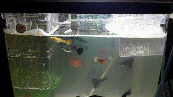 鱼缸出现油膜用什么鱼清理,鱼缸水面有油膜和气泡怎么办