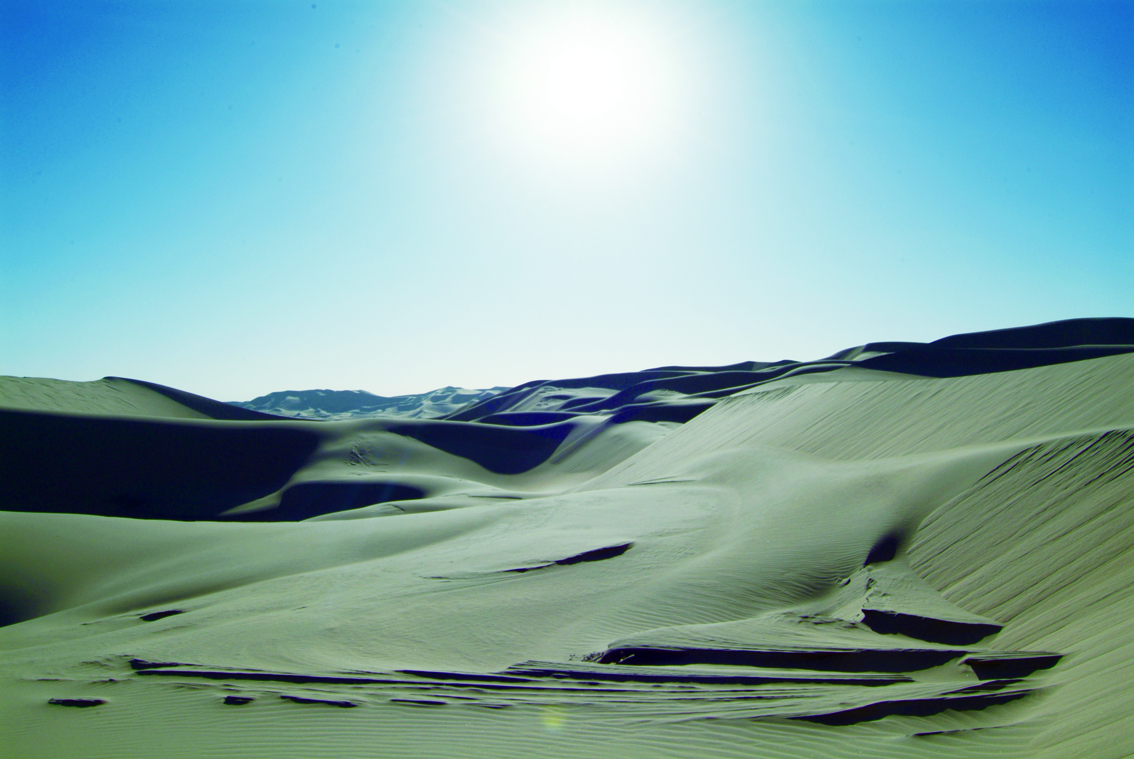 内蒙古阿拉善肉苁蓉,内蒙阿拉善肉苁蓉市场