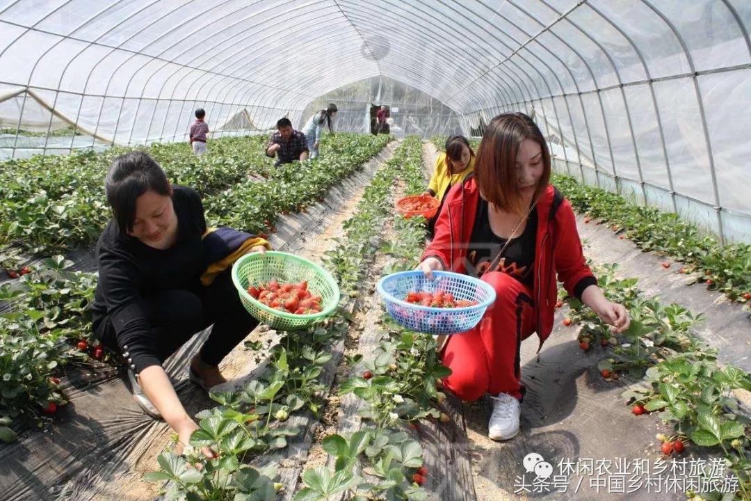 以前的大棚房现在怎么处理,大棚房拆除原因