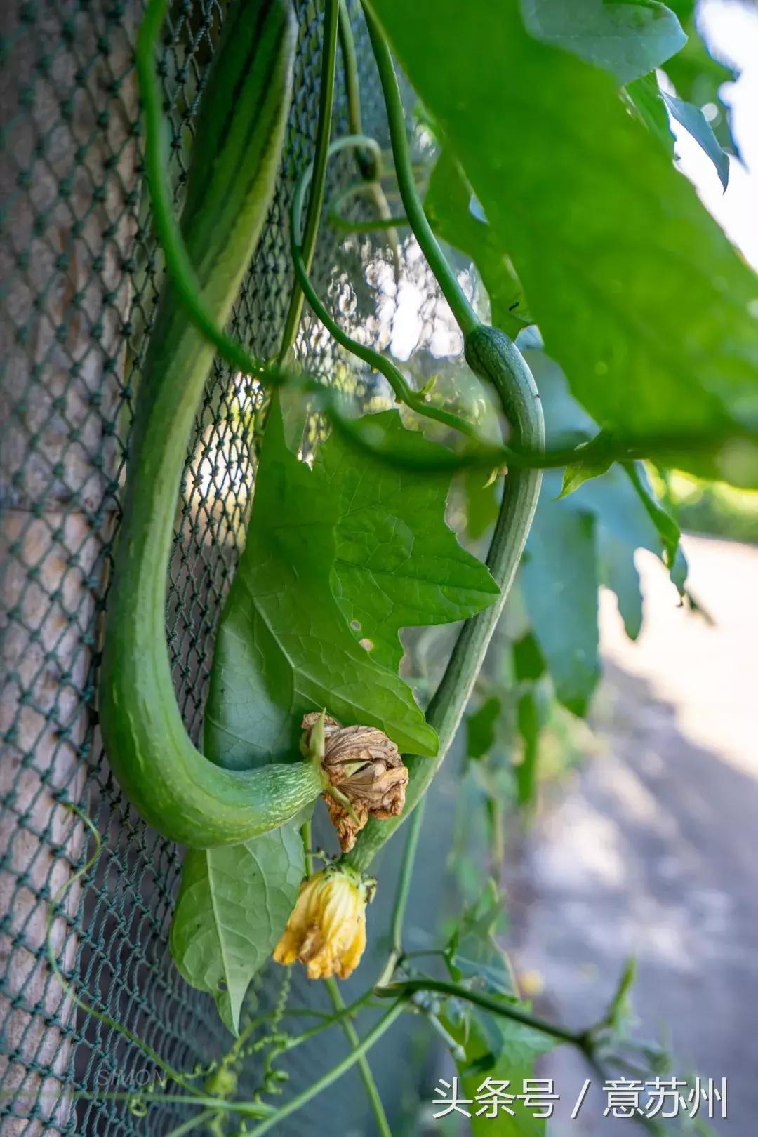 苏州好吃店铺,苏州好吃店