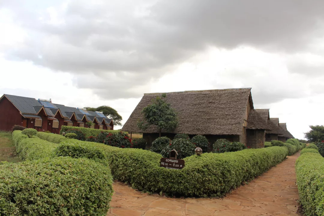 肯尼亚│我没有错过非洲，错过动物大迁徙