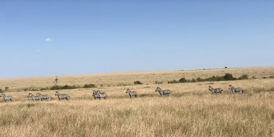 肯尼亚│我没有错过非洲，错过动物大迁徙