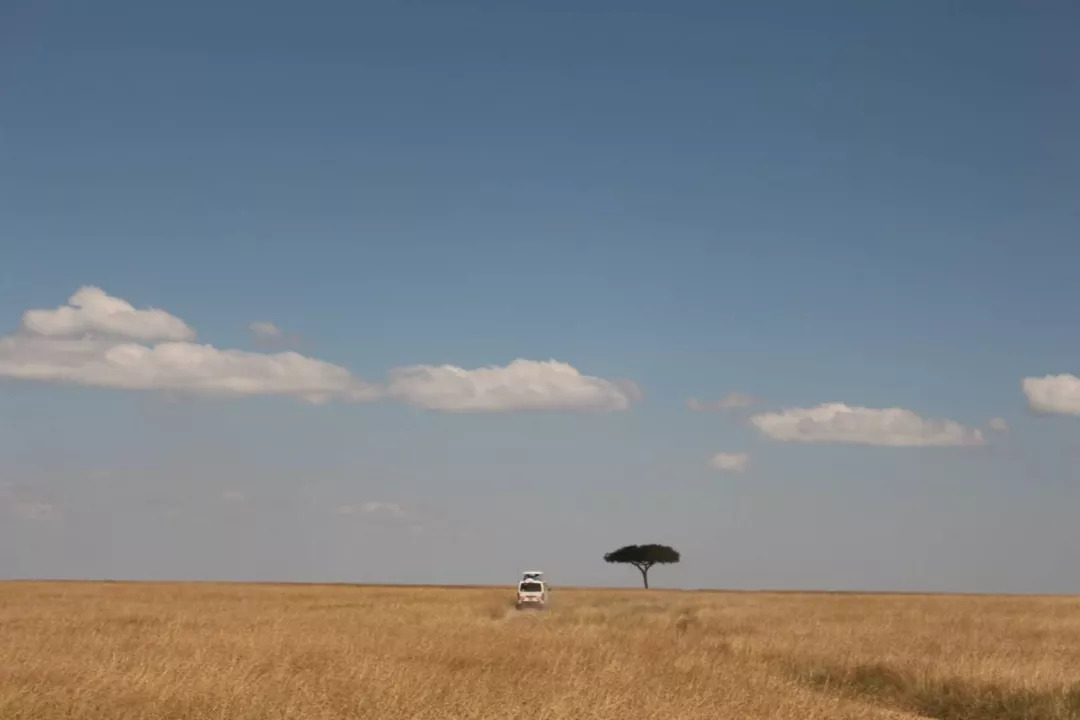 肯尼亚│我没有错过非洲，错过动物大迁徙