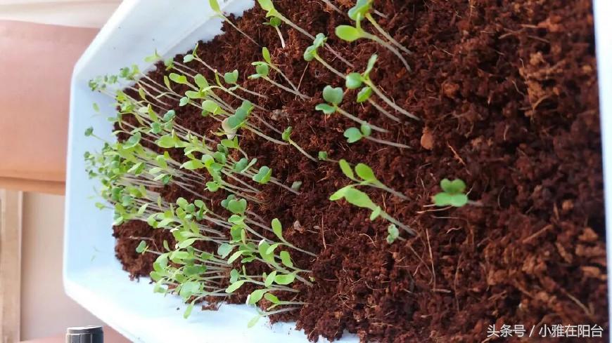 自己种菜如何让菜长得快,种菜小妙招简单长势好