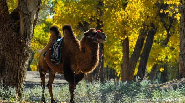 额济纳旗旅游安排时间表,额济纳旗旅行全攻略