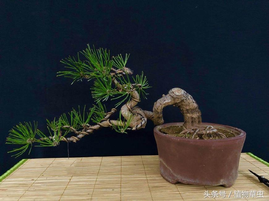 临水黑松精品盆景欣赏,临水黑松盆景用什么盆