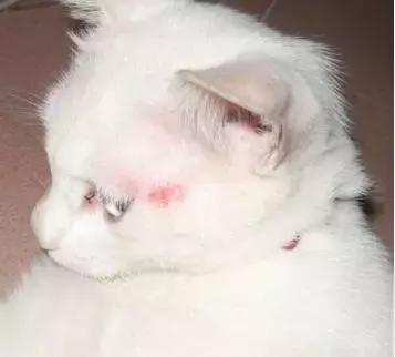 猫咪长猫癣怎么办？「科瑞卡育宠」