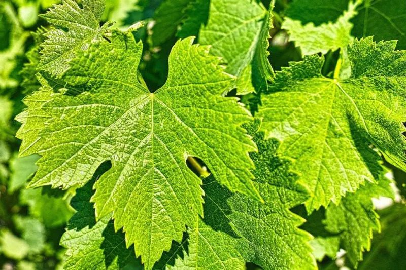 葡萄采收后叶面喷什么,葡萄后期保叶有什么好处