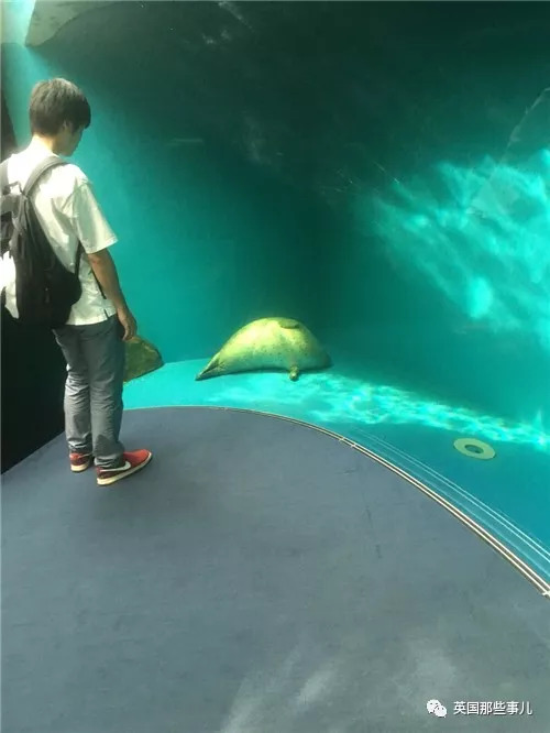 没有干劲的废柴海豹，只要心中有床，在哪里都可以豹睡个爽啊……