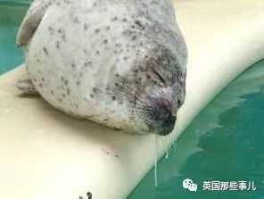 没有干劲的废柴海豹，只要心中有床，在哪里都可以豹睡个爽啊……