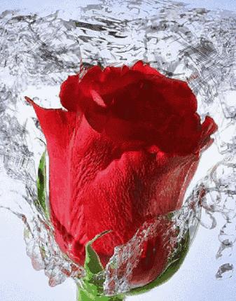 会动的图片一览表,会动的图片完整版