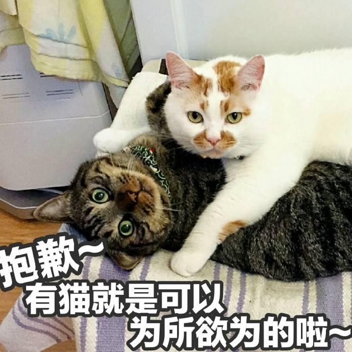 猫喜欢跟你睡枕头,猫喜欢和我睡说明什么