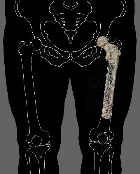 人体哪个部位让你，忍不住伸出舌头，想舔……｜从5500万年前说起