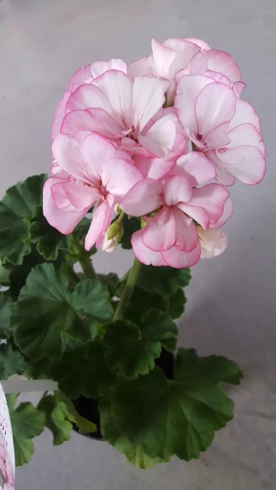 盘点家里忌养的植物,不适合在卧室养的植物