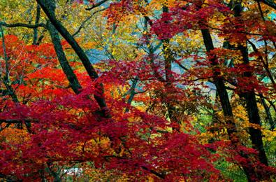 赏枫踏水才是东北秋季的正确打开方式