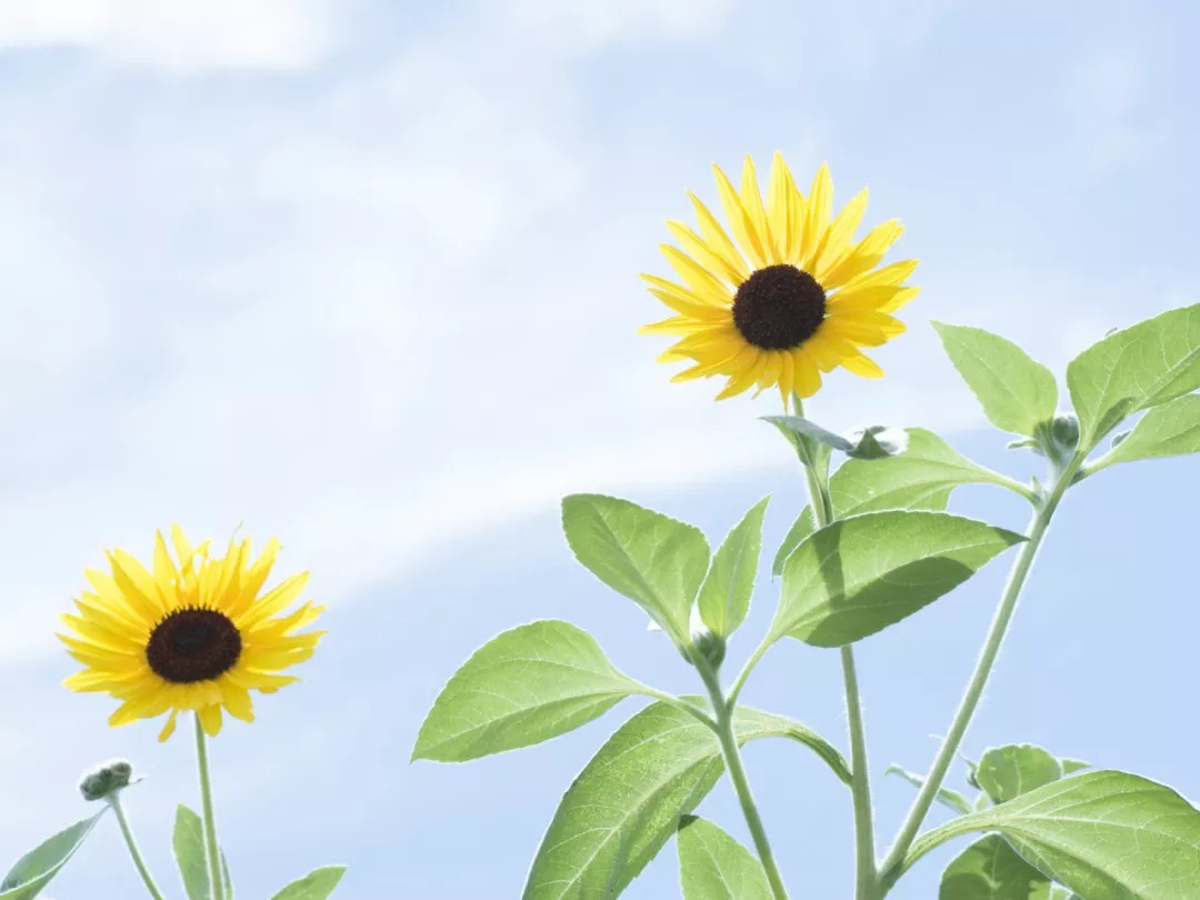 摄影基础知识入门锐度,如何提高摄影照片锐度