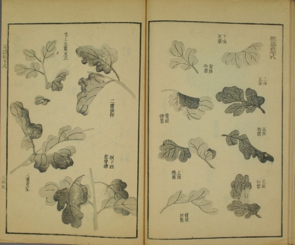 国画菊花教程零基础入门,国画菊花入门基础教程