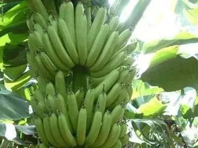 香蕉配它吃,大肚子没了,连便秘都好了!所有人都该看看