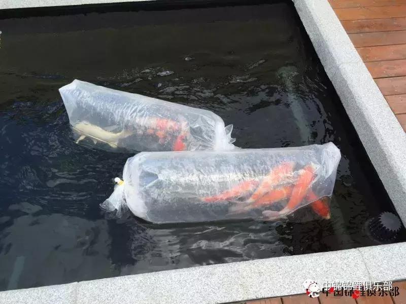 楼顶鱼池有哪些,屋顶鱼池的建造方法