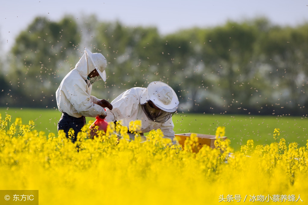 养蜜蜂农村技术,养蜜蜂很难吗