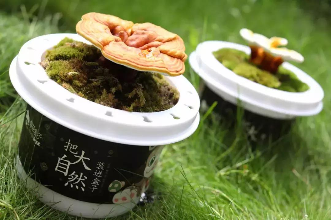 悦木之源菌菇水有哪些,悦木之源菌菇调理水