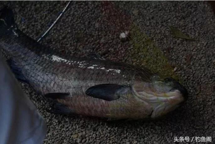 初学者如何选一条好的鱼竿,如何选择鱼竿最合适