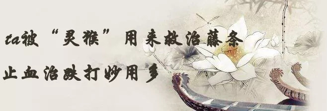 百草园食补养生,百草园二十种草药