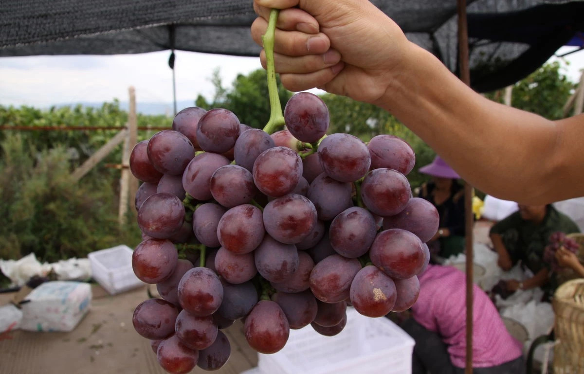 馋了一夏天，终于等到秋收了，家乡特产——美国红提