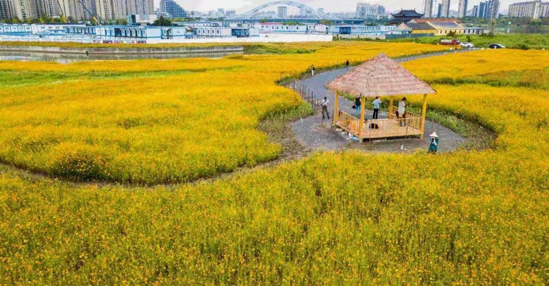 宁波花海网红打卡地,宁波镇海十七房花海