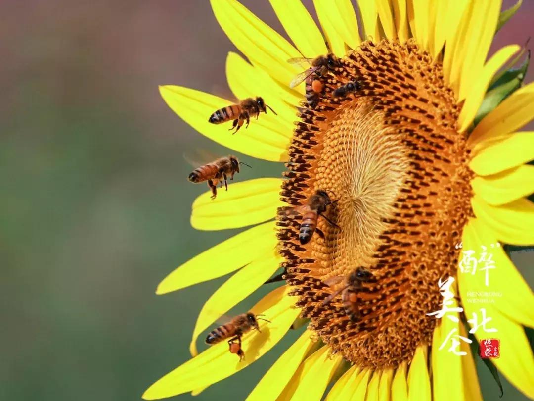 宁波花海网红打卡地,宁波镇海十七房花海
