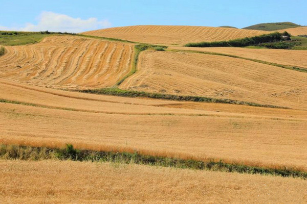 江布拉克的美景描述,风吹麦浪风景视频