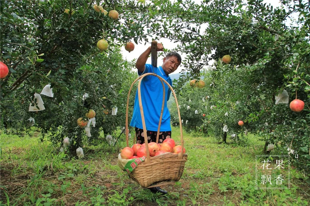 石榴界的网红软籽石榴,今日水果软籽石榴
