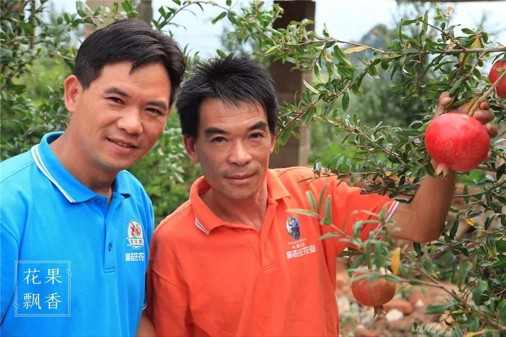 石榴界的网红软籽石榴,今日水果软籽石榴