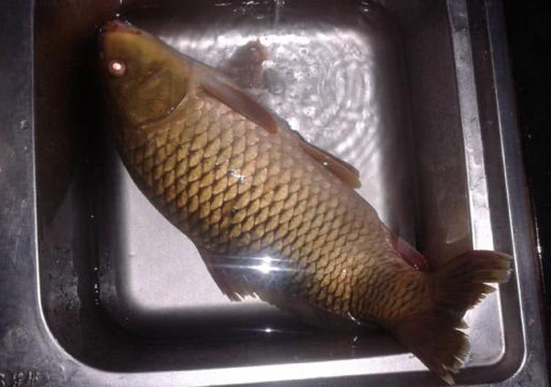 钓鲤鱼新鲜玉米好还是发酵玉米好,钓鲤鱼挂玉米粒的正确方法视频