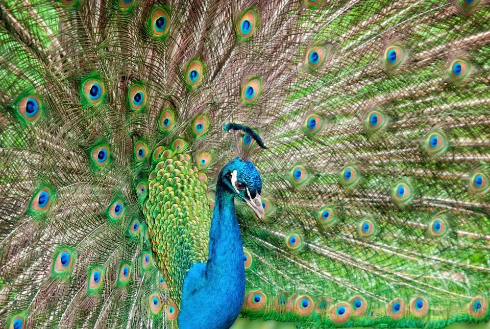 古城祥和庄园效果图,祥和庄园美景